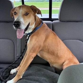Juno -  Labrador Retriever Dog for Adoption in Williston, Vermont - Juno | PetCurious