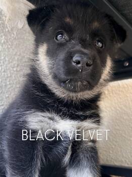 Coming soon... Black Velvet the handsome shepsky puppy -  Husky and German Shepherd Dog Dog for Adoption in Los Angeles, California - Coming Soon... Black Velvet The Handsome Shepsky Puppy | PetCurious