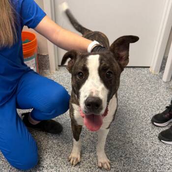 Asiago -  Pit Bull Terrier and Mixed Breed Dog for Adoption in Great Falls, Montana - Asiago | PetCurious