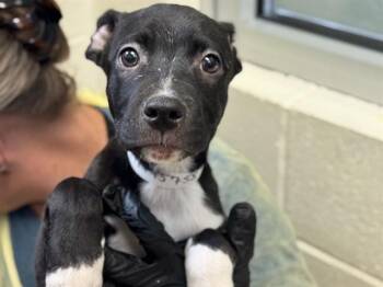 COLUMBA -  Pit Bull Terrier and Mixed Breed Dog for Adoption in Colorado Springs, Colorado - COLUMBA | PetCurious