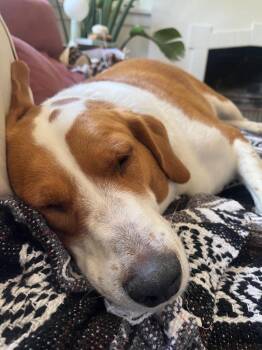 Scooby -  Pointer and Labrador Retriever Dog for Adoption in Millcreek, Utah - Scooby | PetCurious