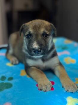Earl Grey -  Anatolian Shepherd Dog for Adoption in Stratham, New Hampshire - Earl Grey | PetCurious