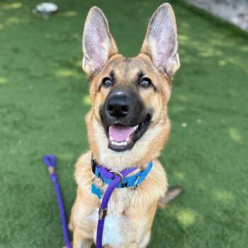 Rescue German Shepherd Dog Dogs for Adoption in Chicago, Illinois - Chimi | PetCurious