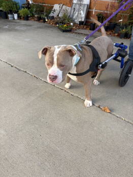 Rescue American Staffordshire Terrier Dogs for Adoption in Nashville, Tennessee - Zeus (Forever Foster) | PetCurious