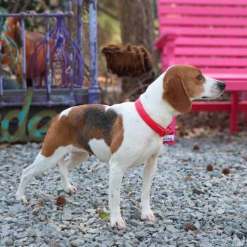 Beagle Dogs Available for Adoption in Wake Forest, North Carolina - Kayleigh | PetCurious