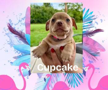 Cupcake -  French Bulldog and Chihuahua Dog for Adoption in Bromley, Kentucky - Cupcake | PetCurious
