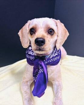 Lucy -  Cavapoo Dog for Adoption in Hawk Point, Missouri - Lucy | PetCurious
