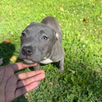 Cera -  Pit Bull Terrier Dog for Adoption in East St. Louis, Illinois - Cera | PetCurious