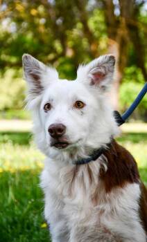 Border Collie and Mixed Breed Dogs Available for Adoption in Yakima, Washington - Cory | PetCurious