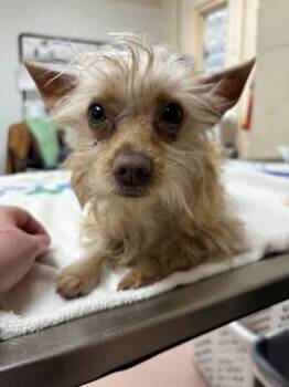 Suki -  Yorkshire Terrier Dog Available for Adoption in Wappingers Falls, New York - Suki | PetCurious