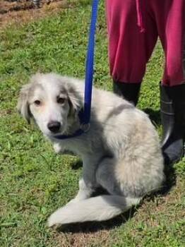 Ginny -  Great Pyrenees Dog for Adoption in Lake Wylie, South Carolina - Ginny | PetCurious