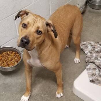 UMA -  Boxer and Pit Bull Terrier Dog for Adoption in Seymour, Indiana - UMA | PetCurious