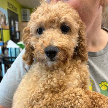 Poodle Dogs Available for Adoption in Nashville, Tennessee - Custard | PetCurious