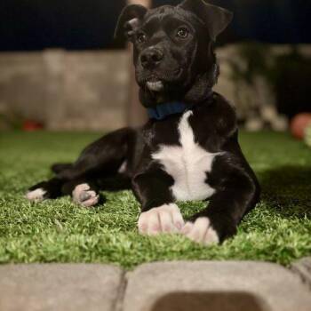 Labrador Retriever and Husky Dogs Available for Adoption in Glendale, Arizona - Kali | PetCurious