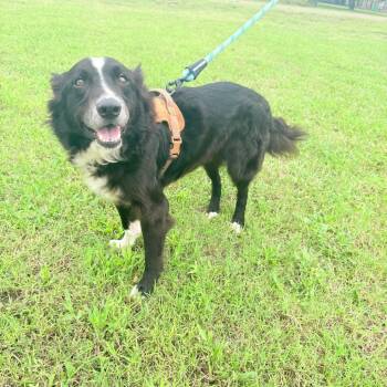 Oreo -  Collie Dog for Adoption in Harlingen, Texas - Oreo | PetCurious