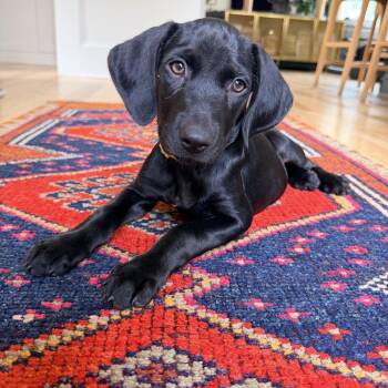 Wednesday -  Labrador Retriever Dog for Adoption in Charlotte, North Carolina - Wednesday | PetCurious