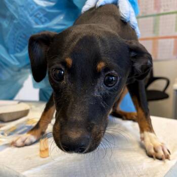 Landon -  Terrier and Dachshund Dog for Adoption in Nashville, Tennessee - Landon | PetCurious