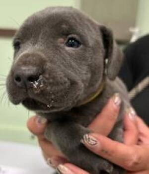 Squeal -  Mixed Breed Dog for Adoption in Savannah, Georgia - Squeal | PetCurious