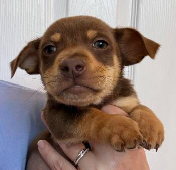 Dachshund and Chihuahua Dogs Available for Adoption - Pumba | PetCurious