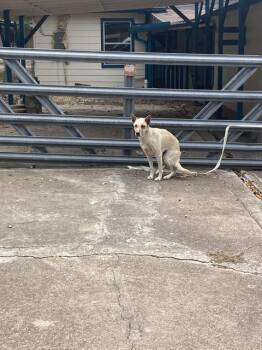 CINDERELLA -  Mixed Breed Dog for Adoption in Dallas, Texas - CINDERELLA | PetCurious