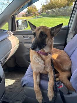 Belgian Shepherd Malinois Dogs Available for Adoption - Selena  | PetCurious