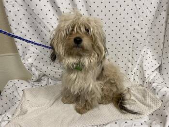 Maltese Dogs Available for Adoption in Modesto, California - A609839 | PetCurious