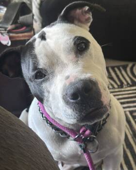 Rescue American Staffordshire Terrier Dogs for Adoption in Waterloo, Iowa - Lola | PetCurious