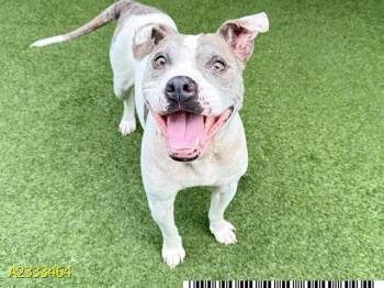 TIPPY -  Mixed Breed Dog Available for Adoption in West Palm Beach, Florida - TIPPY | PetCurious