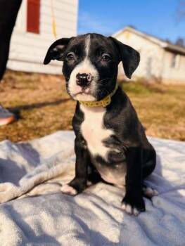Mixed Breed Dogs Available for Adoption - Skyy | PetCurious
