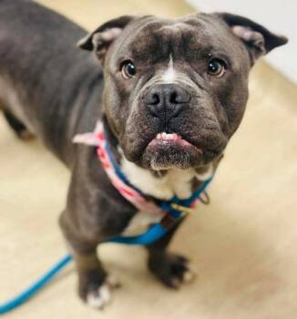 Mixed Breed Dogs Available for Adoption - Sven | PetCurious