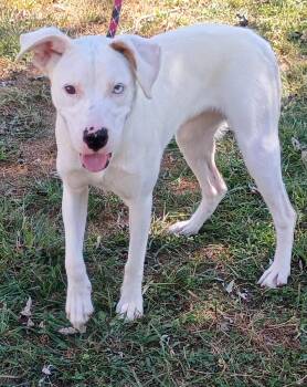 Sky -  Boxer Dog for Adoption in Maynardville, Tennessee - Sky | PetCurious
