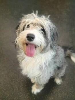 Standard Poodle and Mixed Breed Dogs Available for Adoption in Westland, Michigan - Stratus | PetCurious