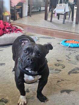 Vayda -  American Bully Dog for Adoption in Acushnet, Massachusetts - Vayda | PetCurious