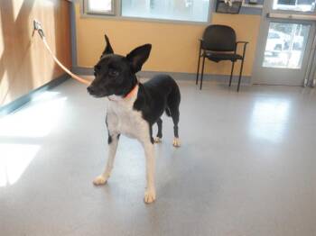 Rescue Border Collie and Rat Terrier Dogs for Adoption in San Jose, California - MOLLY | PetCurious