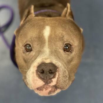 Buttons -  Pit Bull Terrier Dog for Adoption in Los Angeles, California - Buttons | PetCurious
