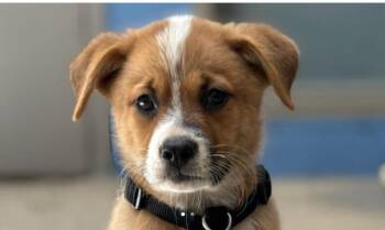 Rescue Anatolian Shepherd Dogs for Adoption in Houston, Texas - Oriole | PetCurious
