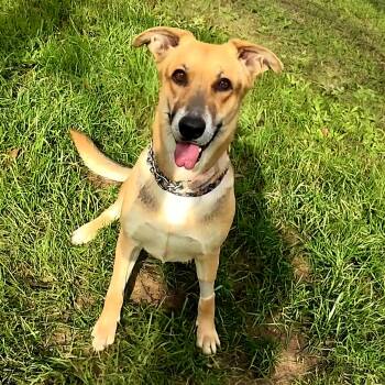 Lisa -  German Shepherd Dog Dog for Adoption in Cleveland, Texas - Lisa | PetCurious