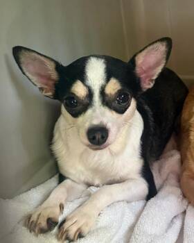 Chihuahua Dogs Available for Adoption in Bolivar, Missouri - Dash | PetCurious
