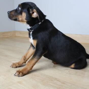 Australian Cattle Dog Blue Heeler and Mixed Breed Dogs Available for Adoption in Minnetonka, Minnesota - Zumbah D69266 | PetCurious