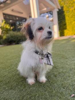 Maltese Dogs Available for Adoption in Manhattan Beach, California - Louie | PetCurious