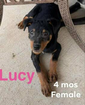Lucy -  Rottweiler Dog for Adoption in Mauston, Wisconsin - Lucy | PetCurious