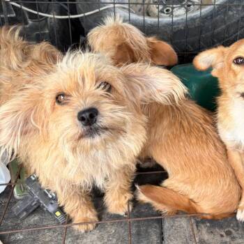 Molly -  Yorkshire Terrier and Shih Tzu Dog for Adoption in Normal, Illinois - Molly | PetCurious