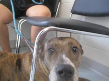 PRINCESS -  Pit Bull Terrier Dog for Adoption in Ocala, Florida - PRINCESS | PetCurious