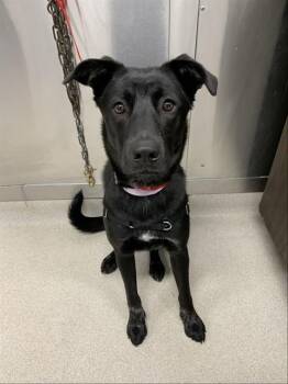 AURORA -  German Shepherd Dog and Labrador Retriever Dog for Adoption in Fairbanks, Alaska - AURORA | PetCurious