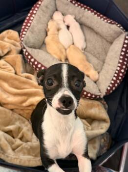 Izzy -  Rat Terrier and Chihuahua Dog for Adoption in Holly Springs, North Carolina - Izzy | PetCurious