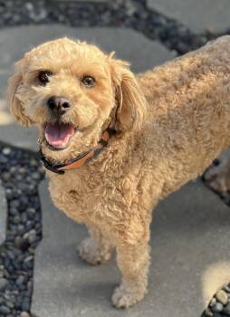 Poodle Dogs Available for Adoption in Los Angeles, California - Teddy~ Apricot Poodle Sweetie | PetCurious