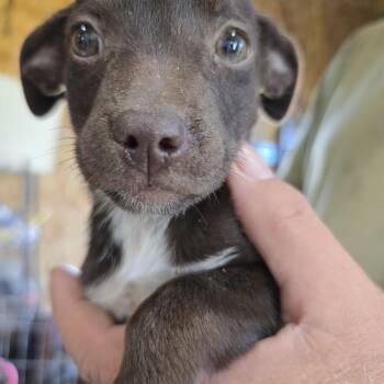 Cocoa -  Pug and Australian Cattle Dog Blue Heeler Dog for Adoption in Zaleski, Ohio - Cocoa | PetCurious