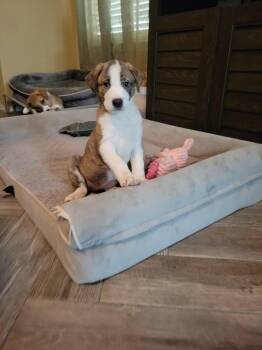 Shepherd and Boxer Dogs Available for Adoption in Austin, Texas - Havana SH | PetCurious