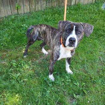 Labrador Retriever and Hound Dogs Available for Adoption in Maynardville, Tennessee - Merlin | PetCurious