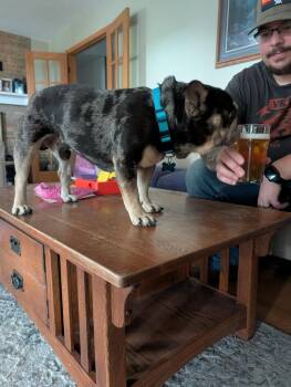 Bruno French -  French Bulldog Dog for Adoption in Waunakee, Wisconsin - Bruno French | PetCurious